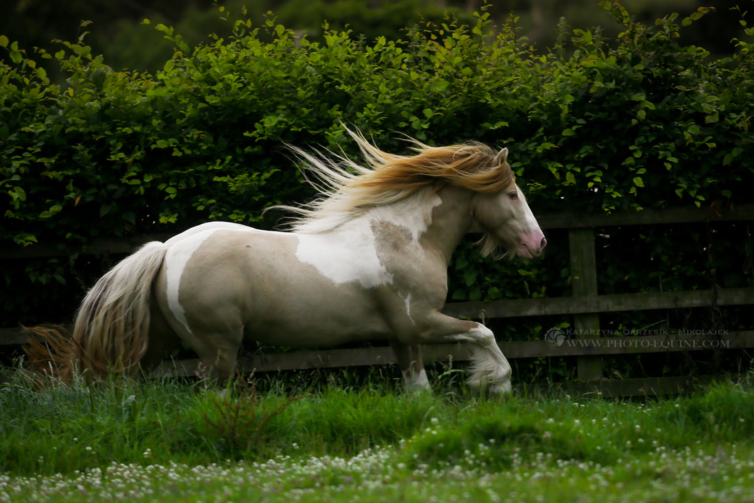 Pearl and White Gypsy Vanner Stallion